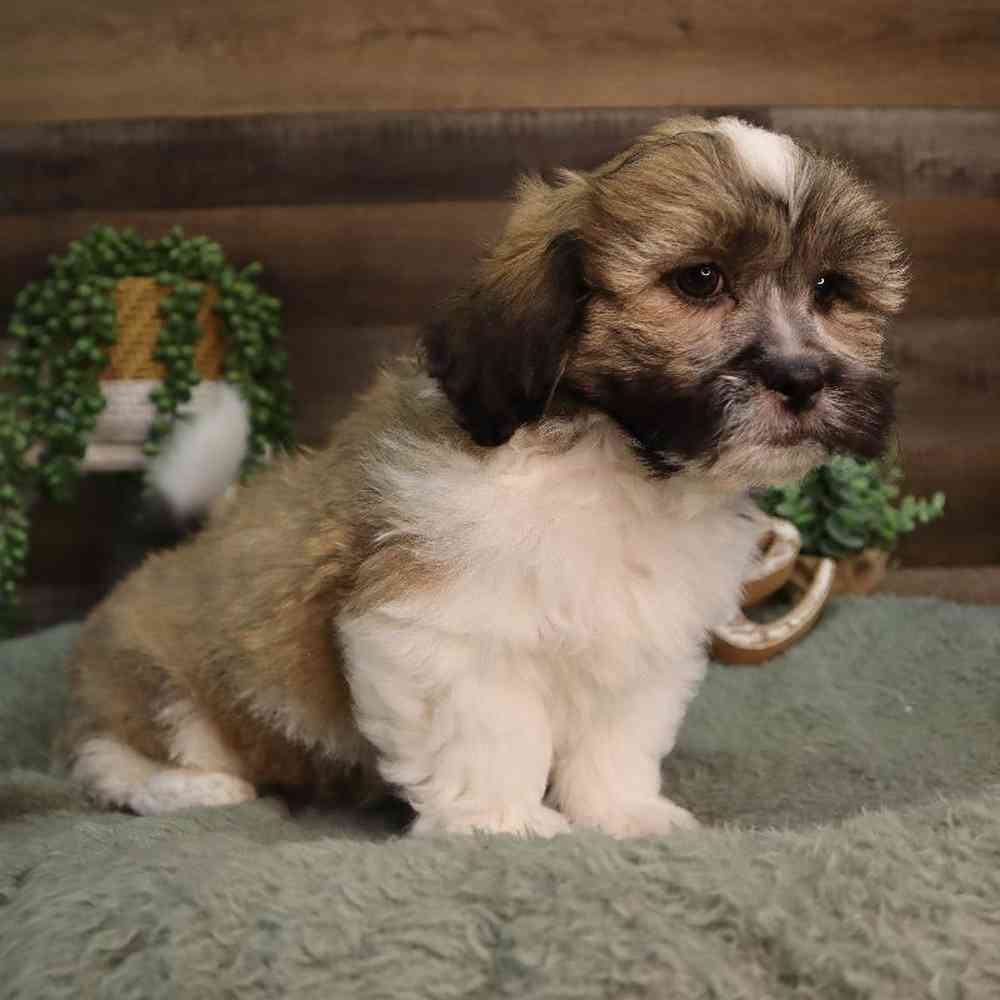 carousel pet images