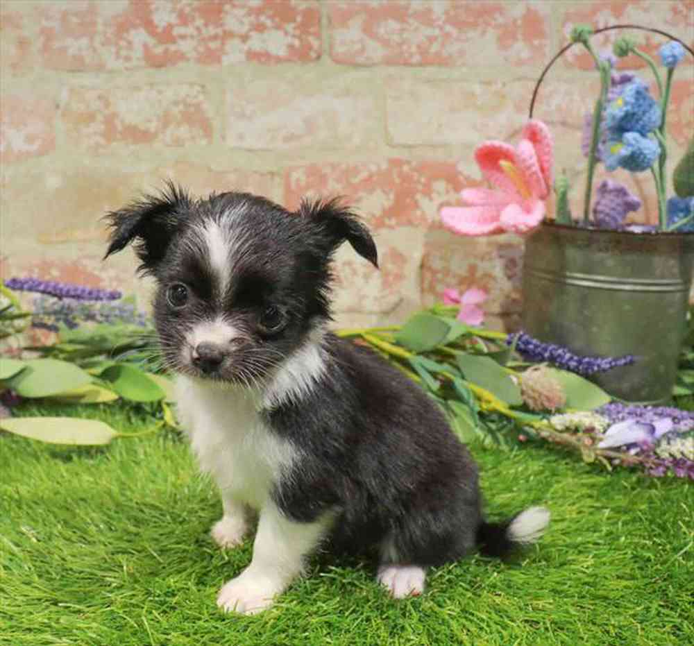 carousel pet images