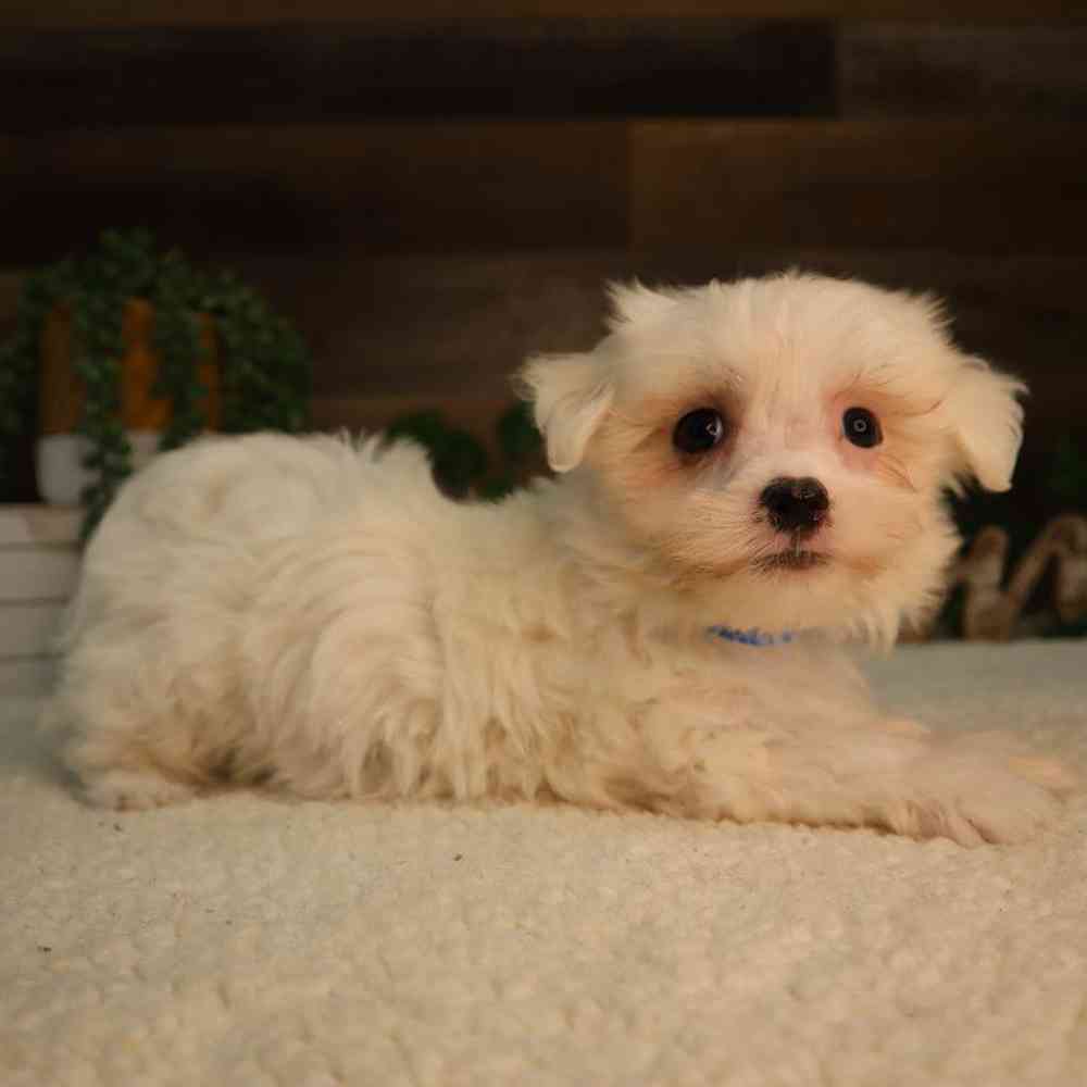 Male Maltese Puppy for Sale in Blaine, MN