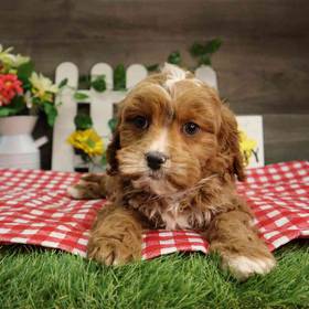 Cavapoo