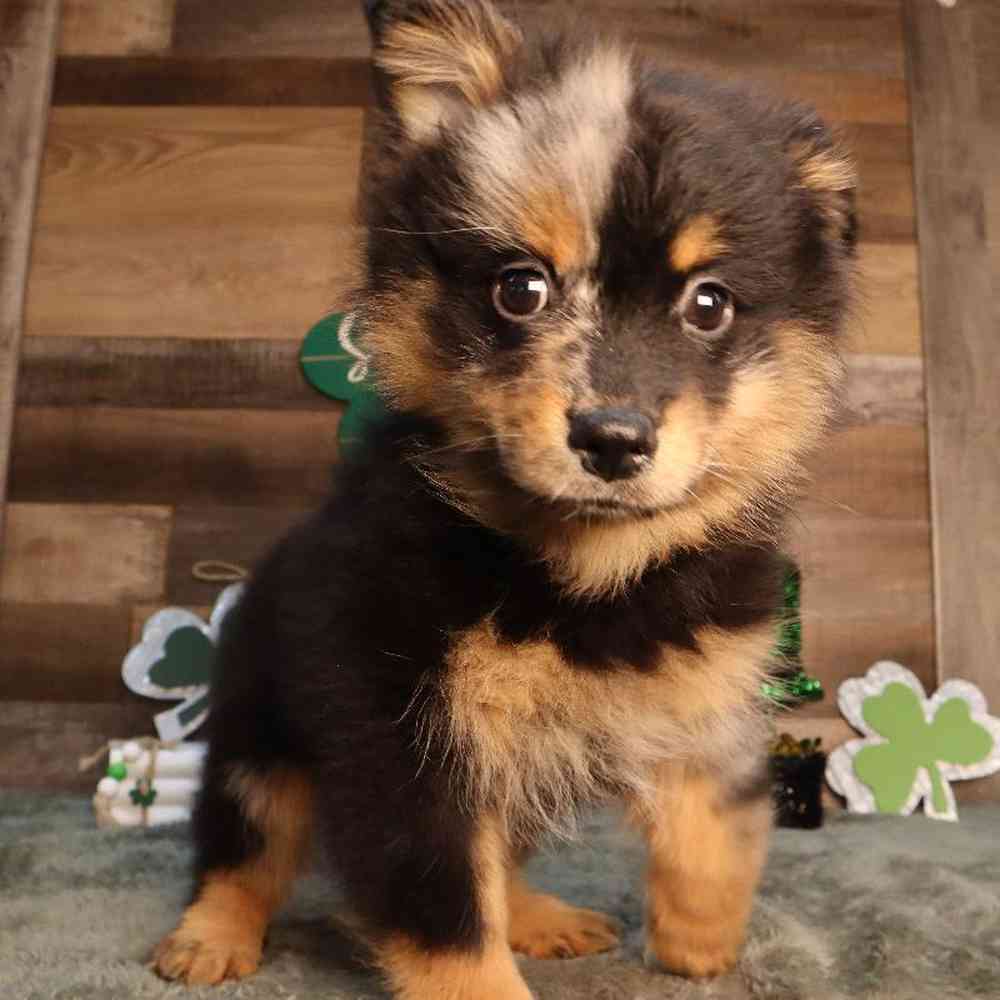 Pomsky Puppy for sale - Four Paws and a Tail