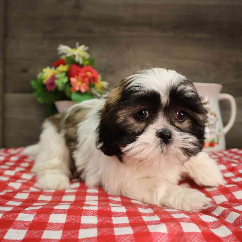 carousel pet images