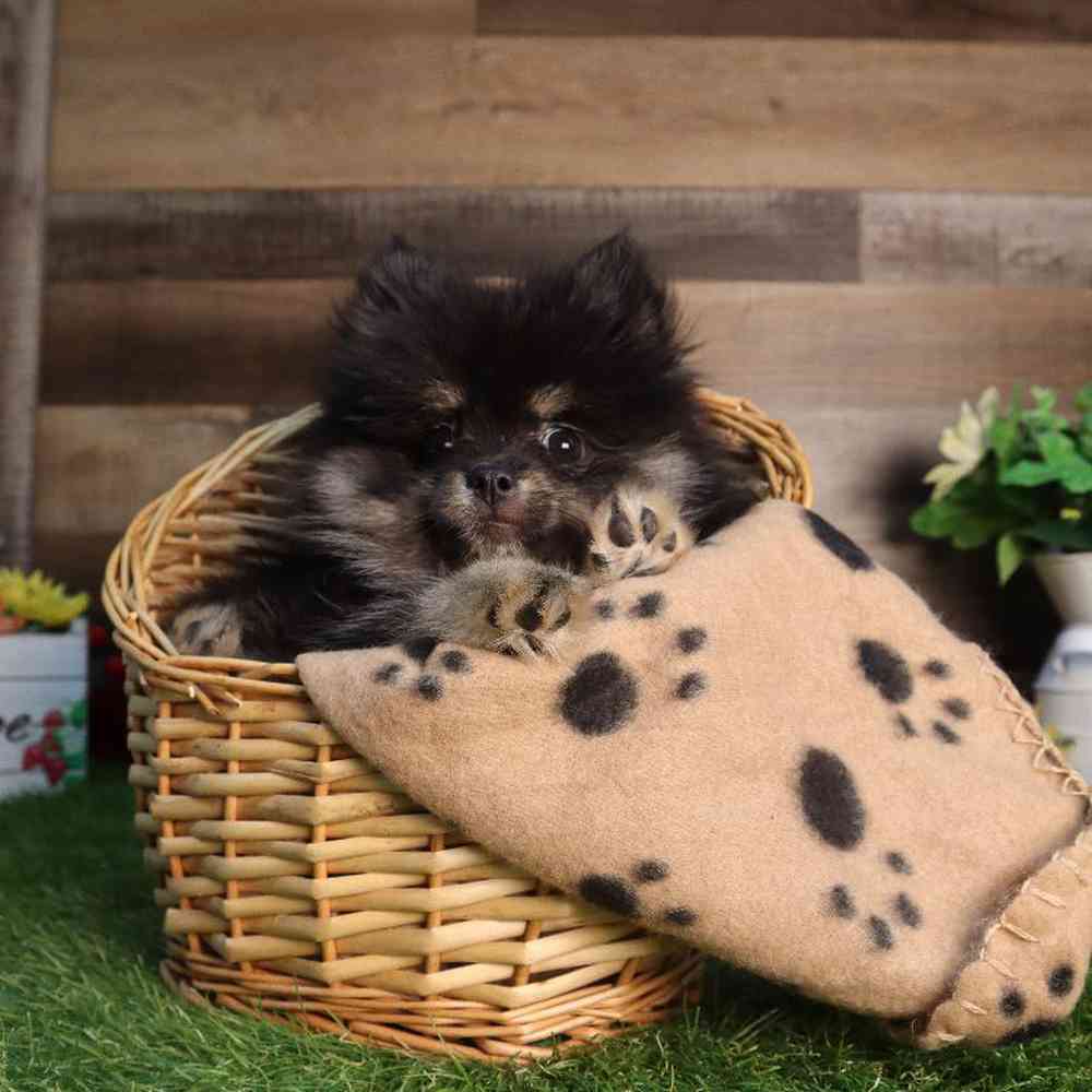 carousel pet images