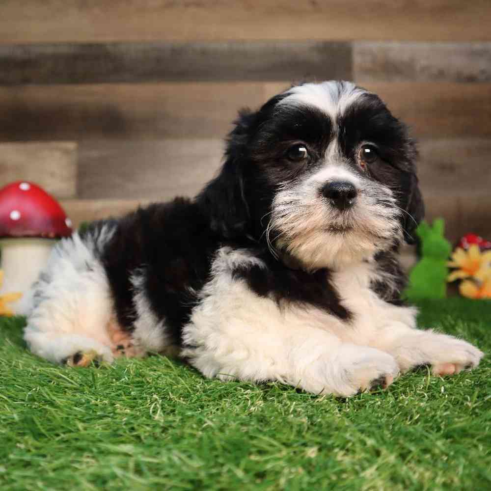 carousel pet images