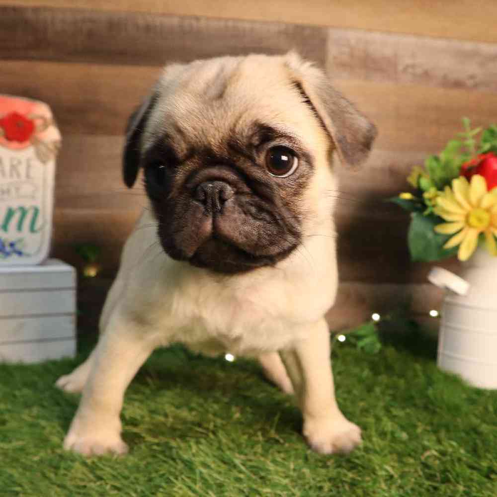 Image of a pet breed in the gallery