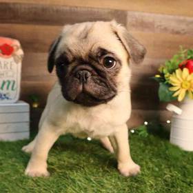 Pug