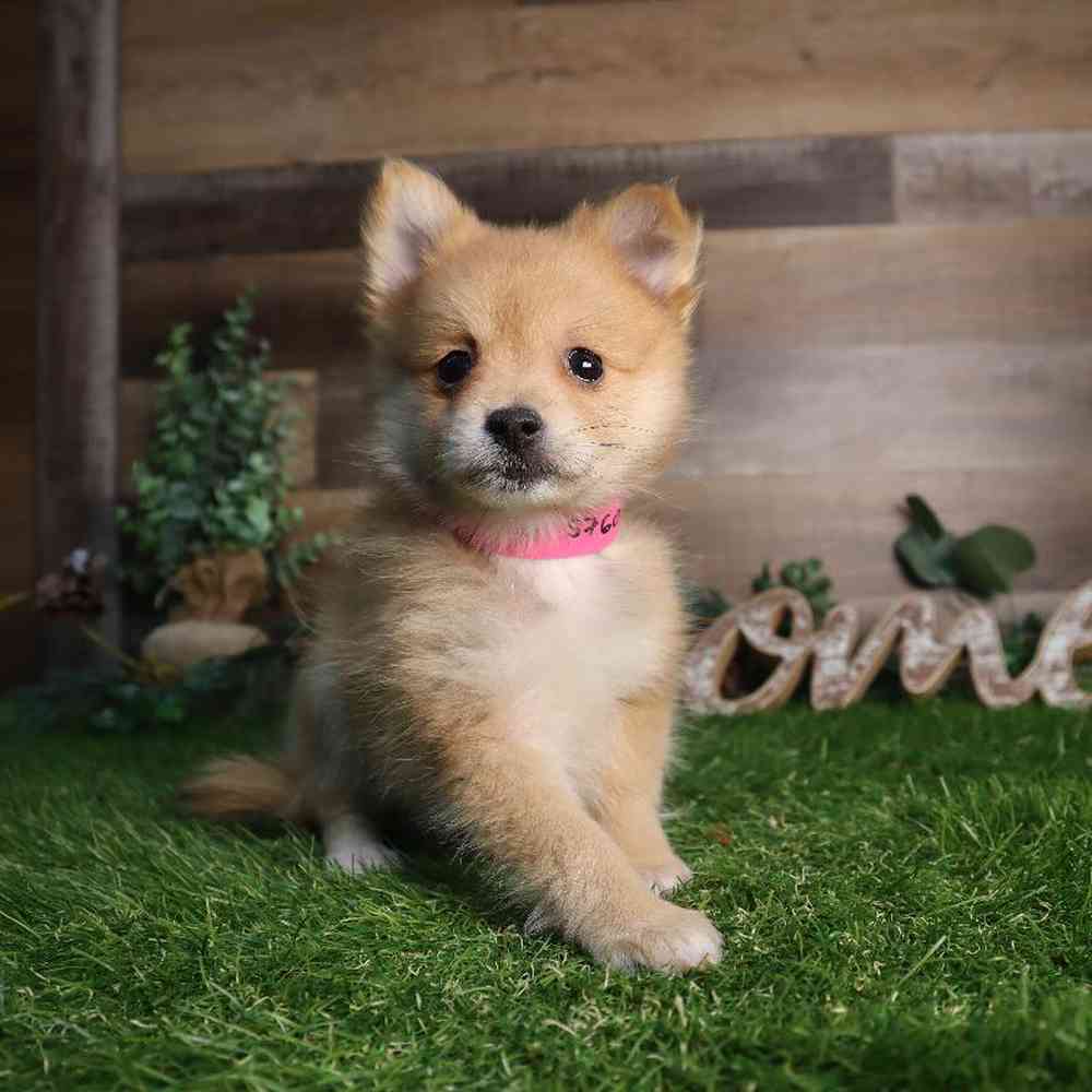 Female Pomeranian Puppy for Sale in Blaine, MN