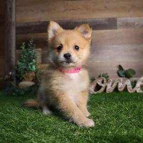 Pomeranian