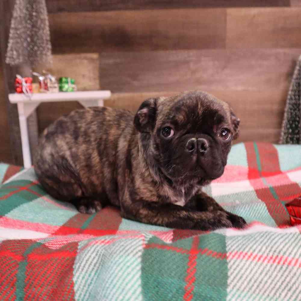 Male Bugg Puppy for sale