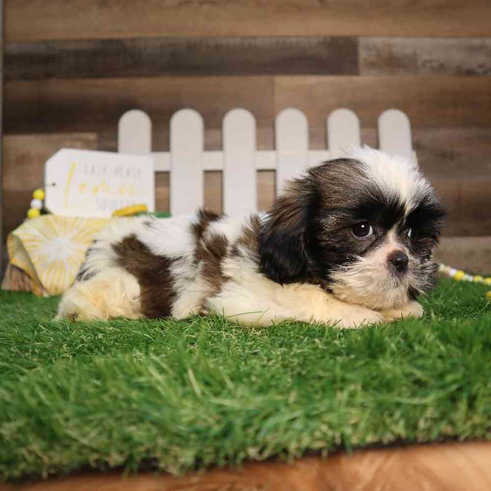carousel pet images