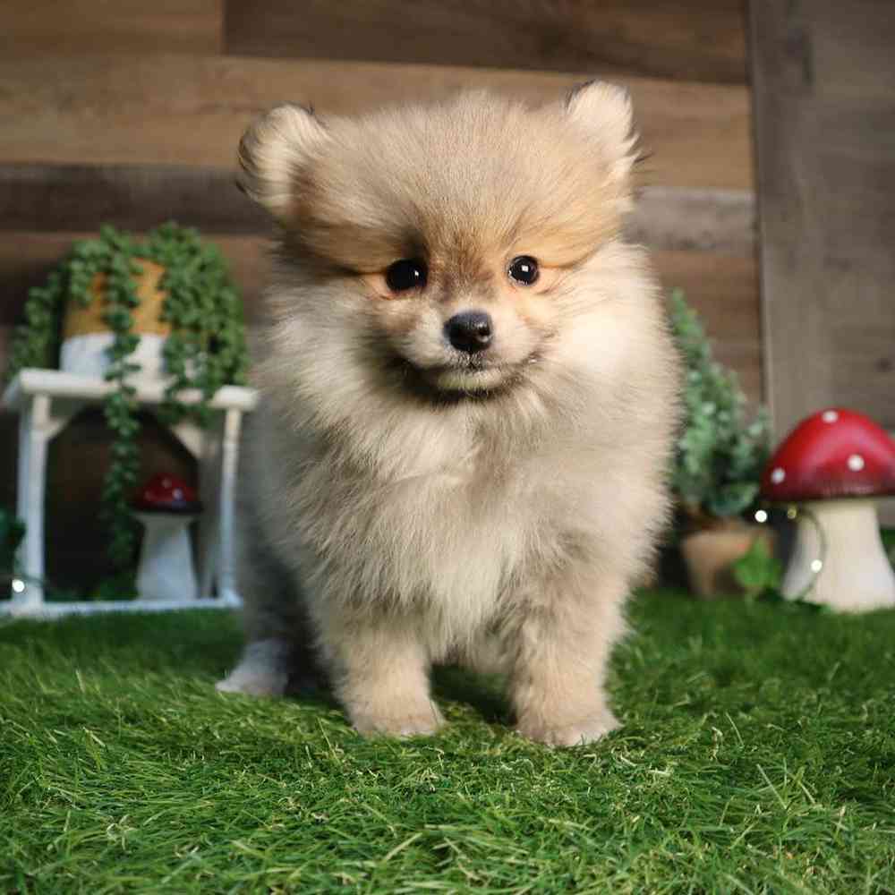 Image of a pet breed in the gallery