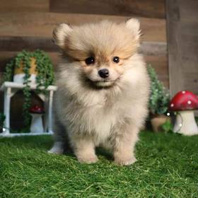 Pomeranian