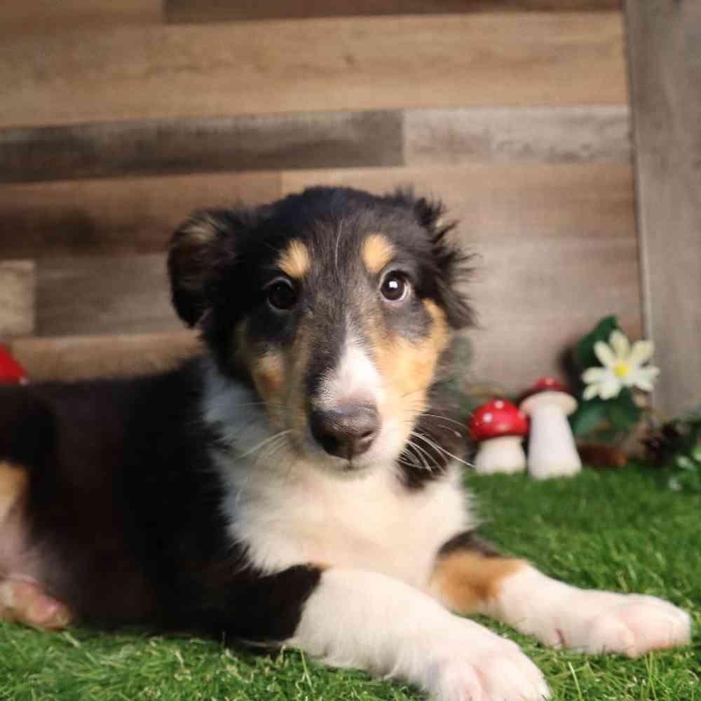 pet breed image