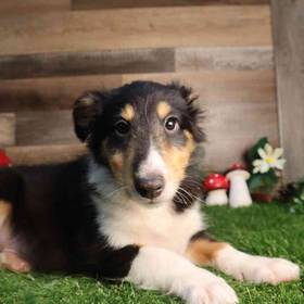 Sheltie