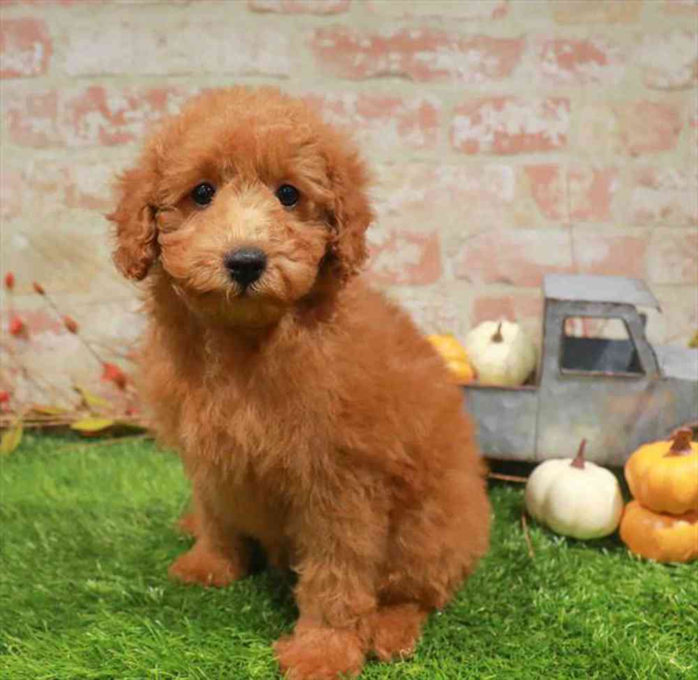 carousel pet images