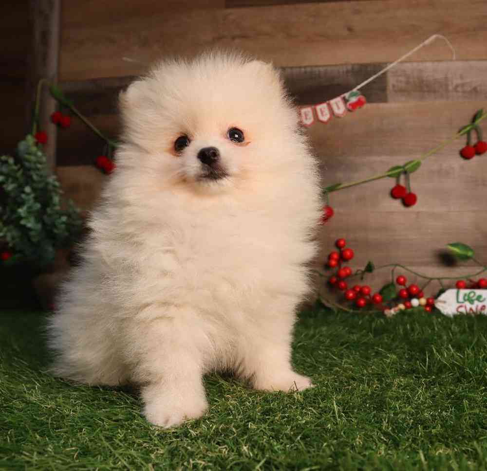 carousel pet images