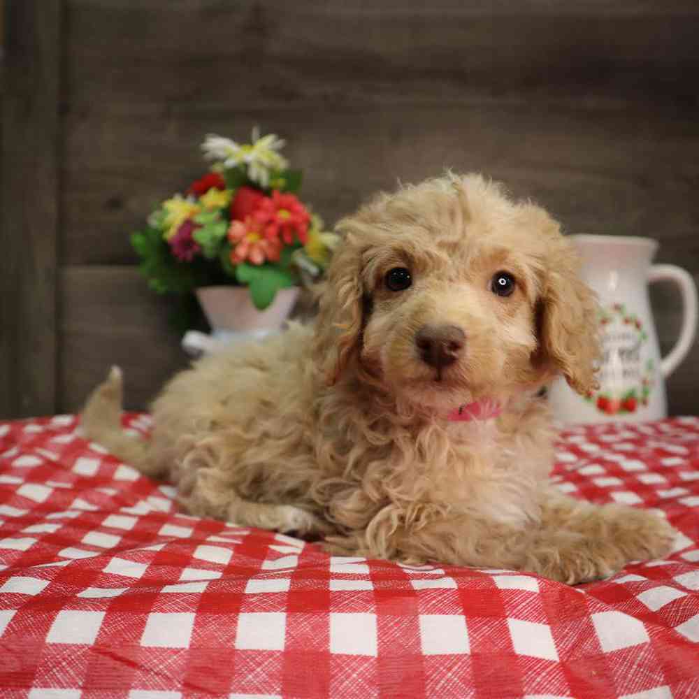 carousel pet images
