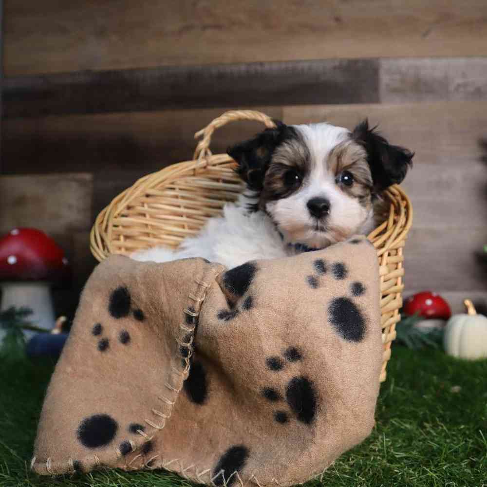 carousel pet images