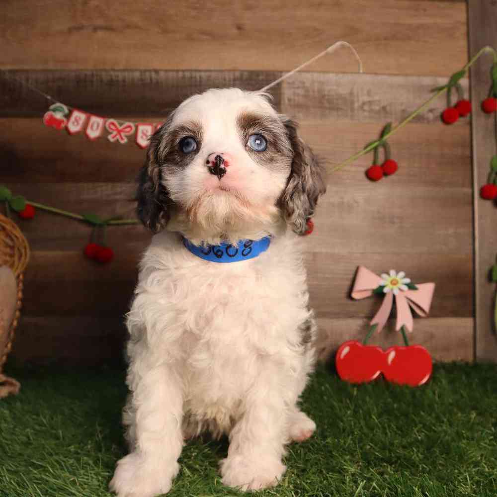 carousel pet images