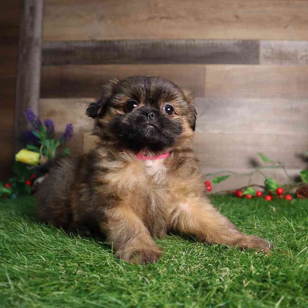 Female Shiranian Puppy for Sale in Blaine, MN