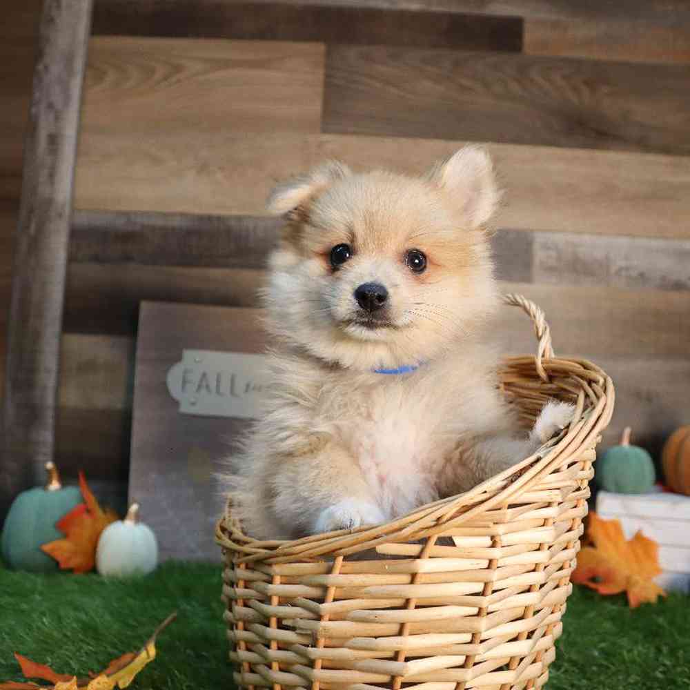 carousel pet images