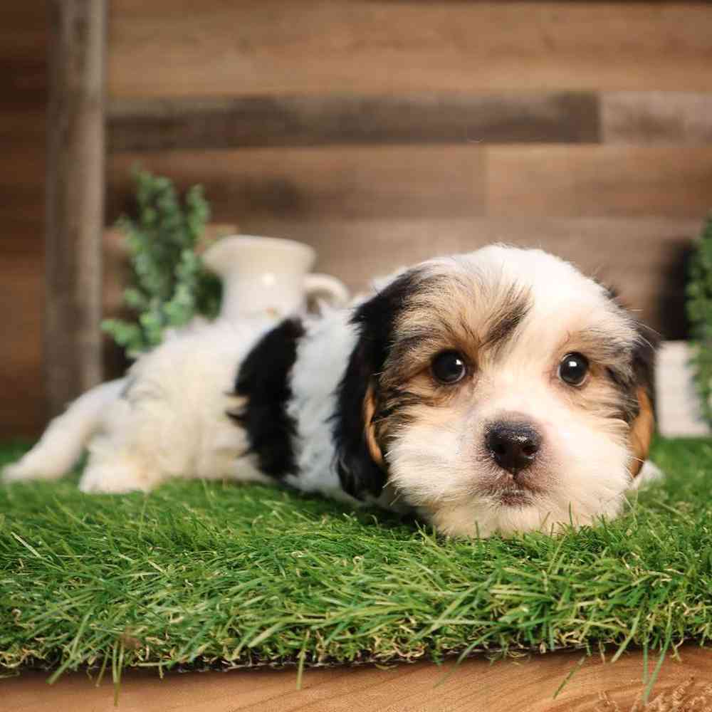 carousel pet images