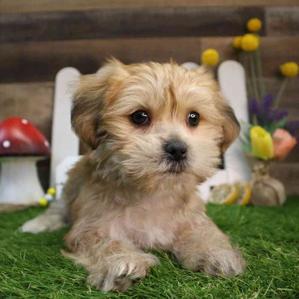 Male Shorkie Puppy for Sale in Blaine, MN