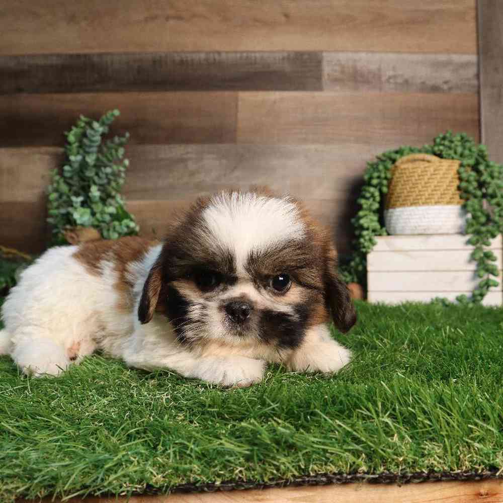 carousel pet images