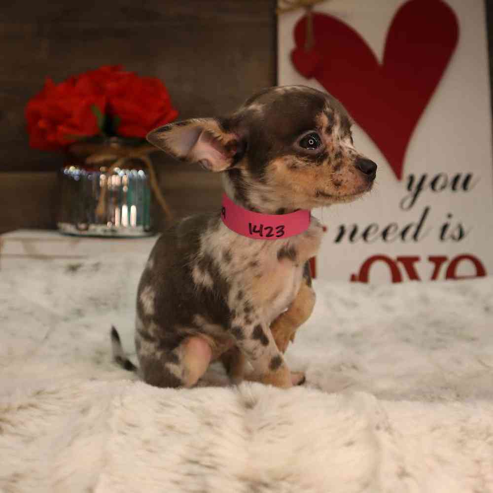 carousel pet images