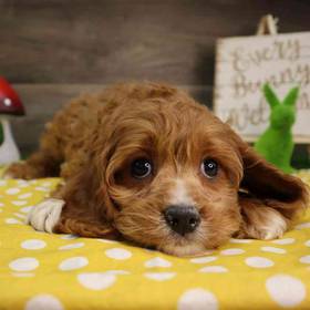 Cavapoo