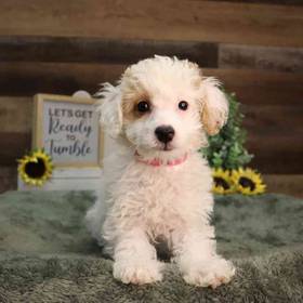 Poodle