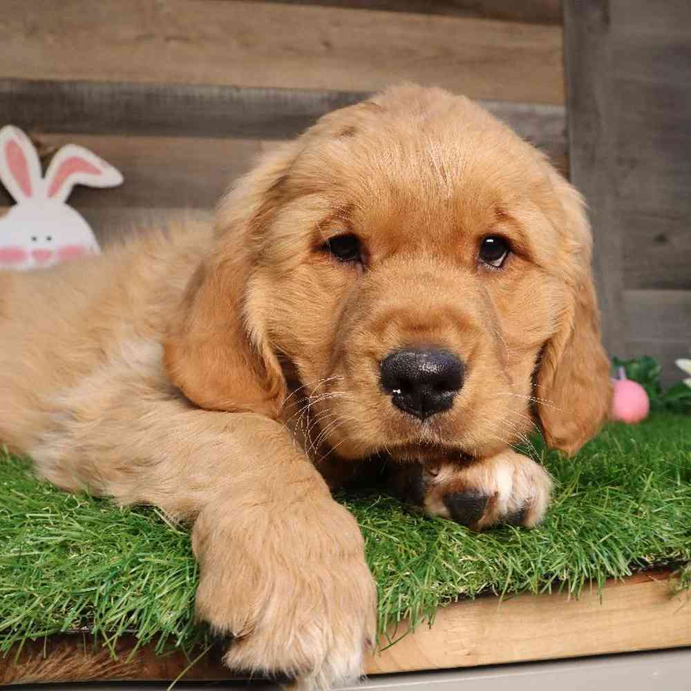 carousel pet images