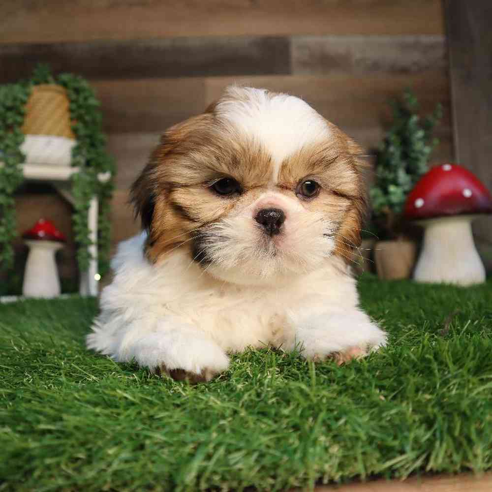carousel pet images