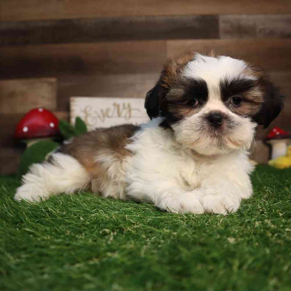 carousel pet images