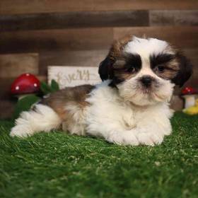 Shih Tzu