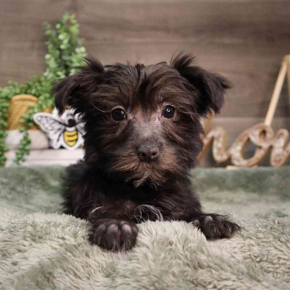 Male Morkie Puppy for Sale in Blaine, MN