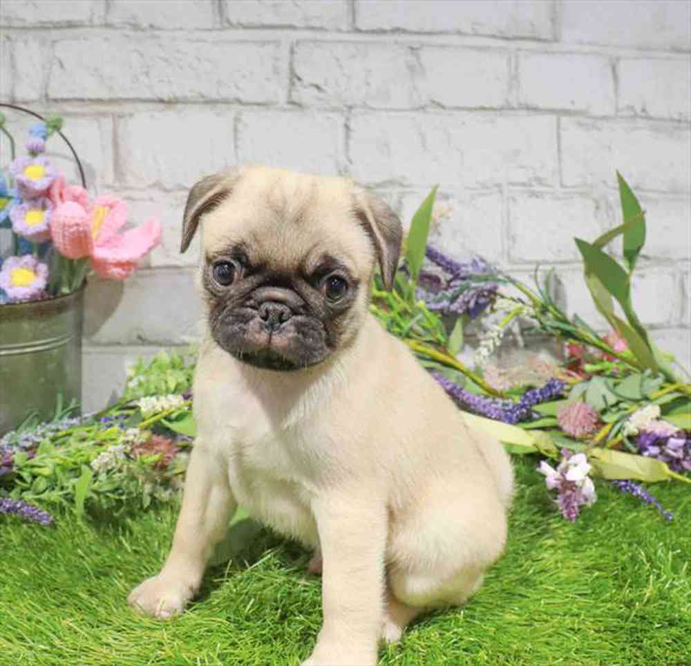 carousel pet images