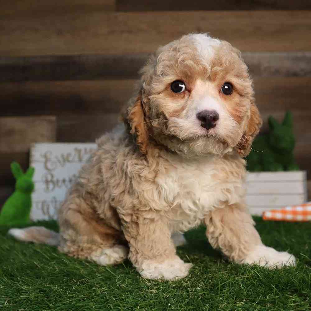carousel pet images