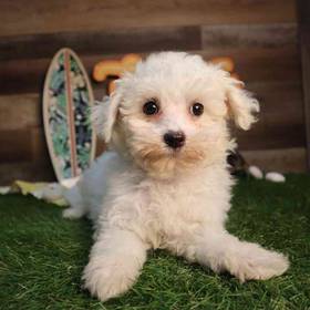 Maltipoo