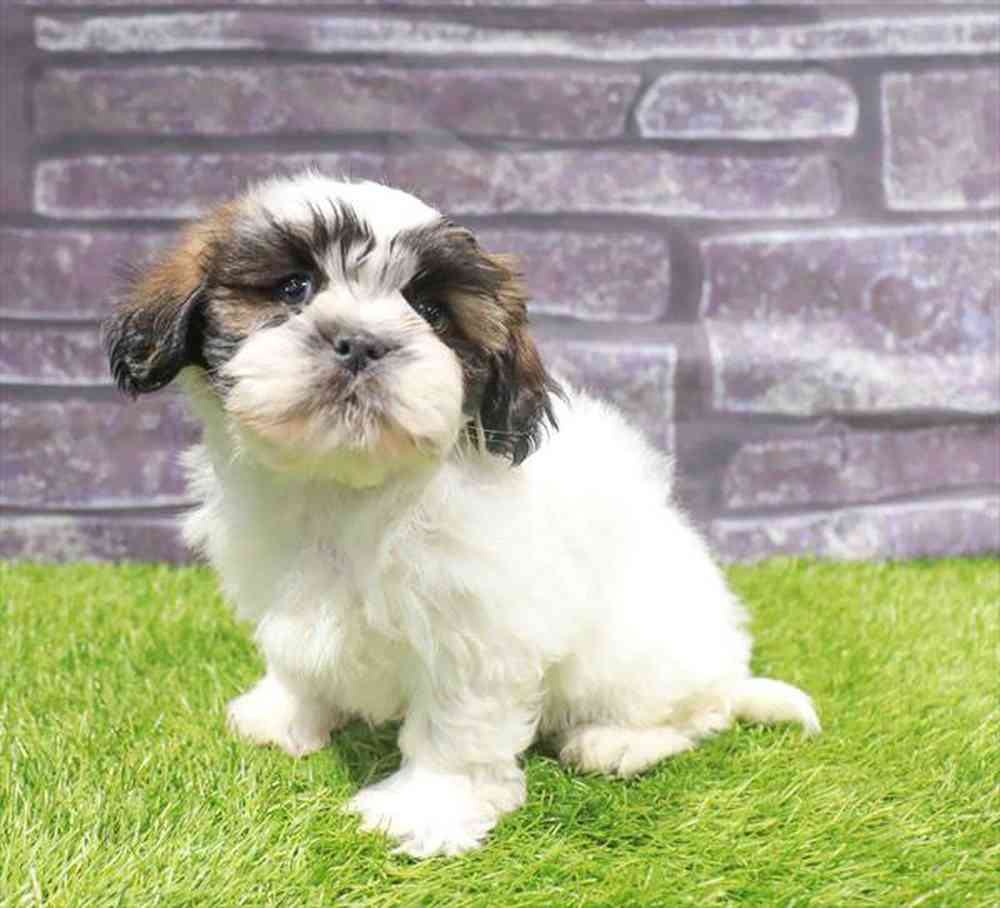 carousel pet images