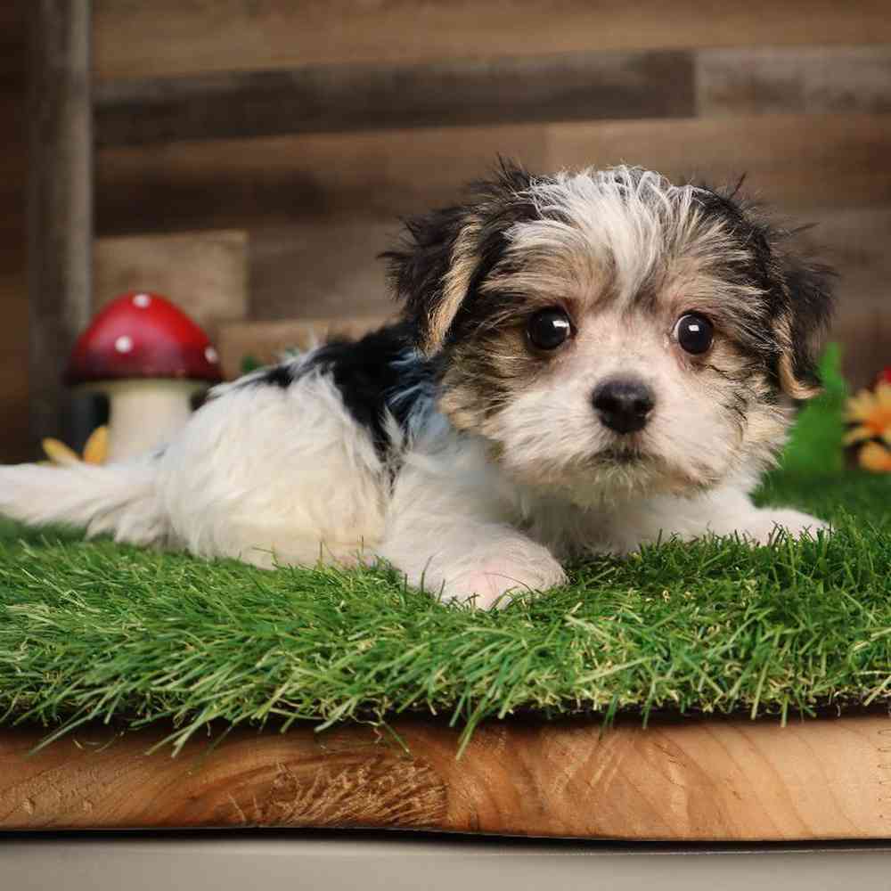 carousel pet images