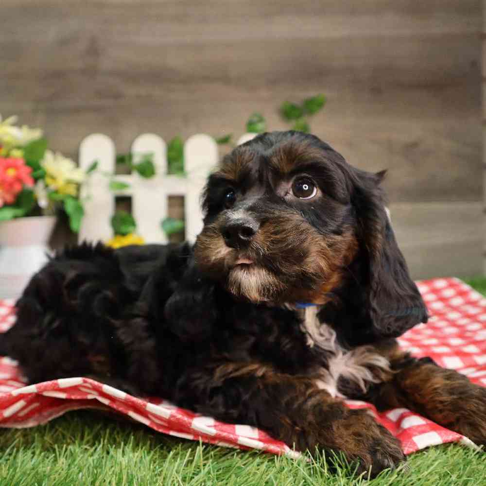 carousel pet images