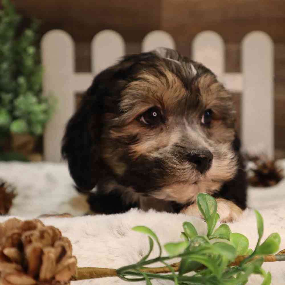 Female ShorkieChon Puppy for Sale in Blaine, MN