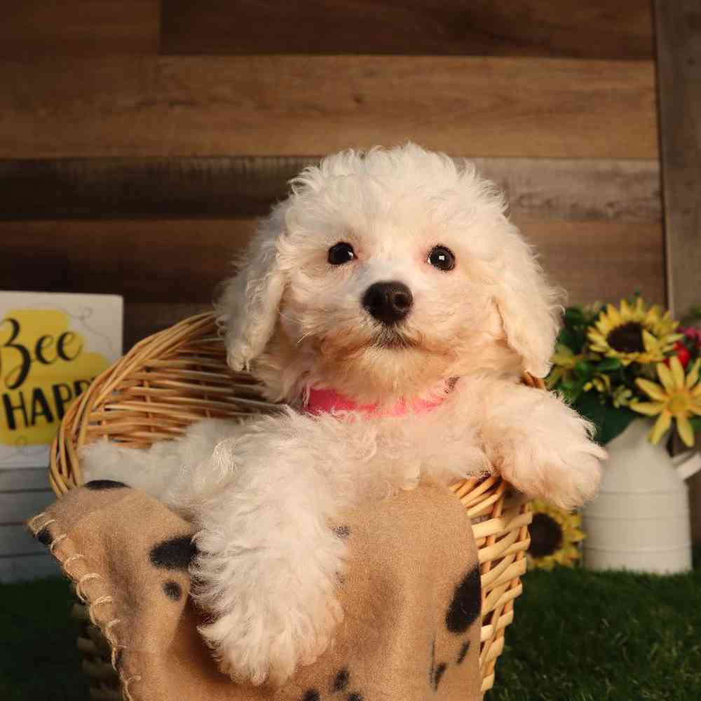Image of a pet breed in the gallery