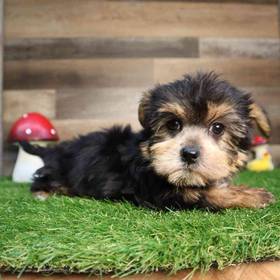 Teddy Yorkie