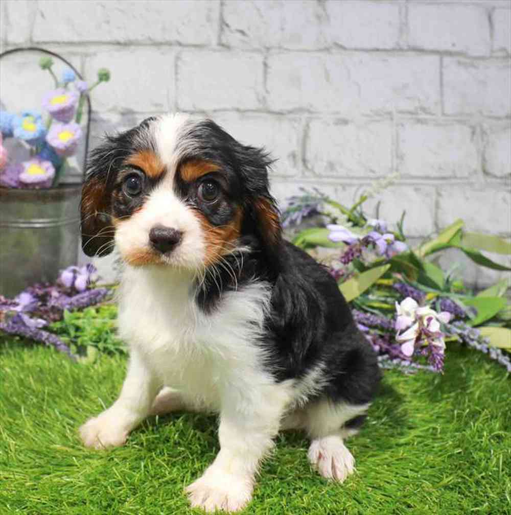 carousel pet images