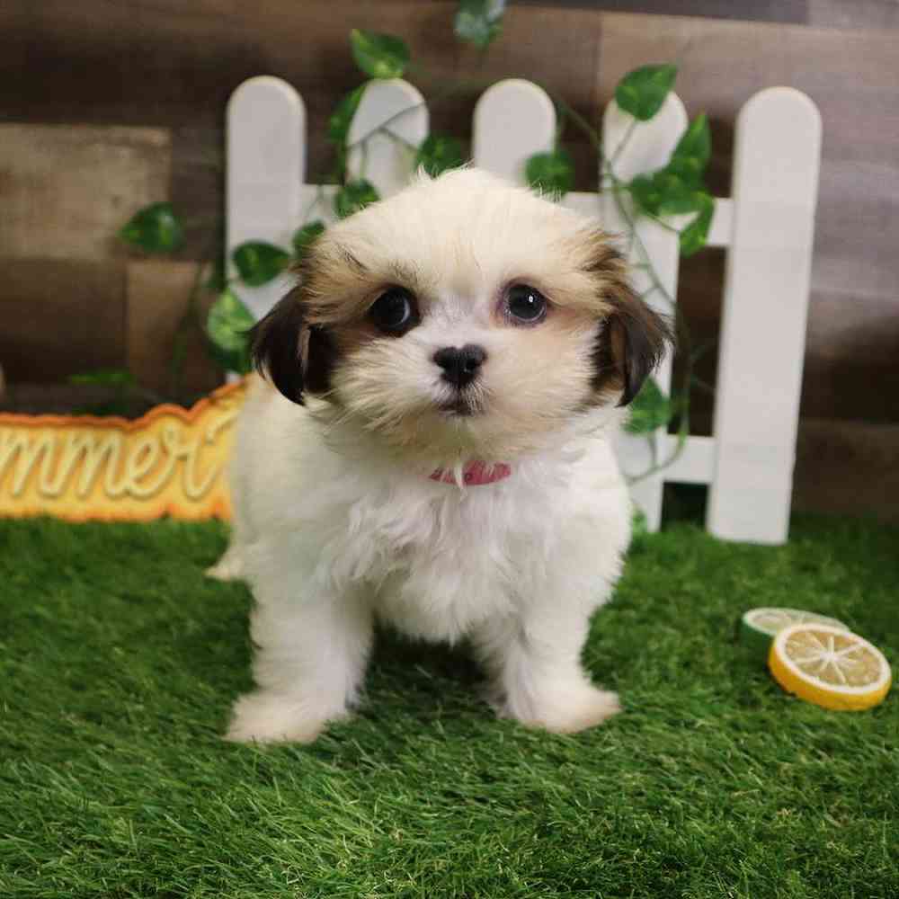 Female Shih Tzu Puppy for sale