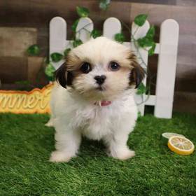 Shih Tzu