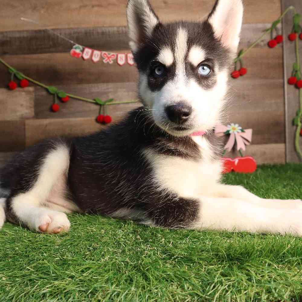 Image of a pet breed in the gallery
