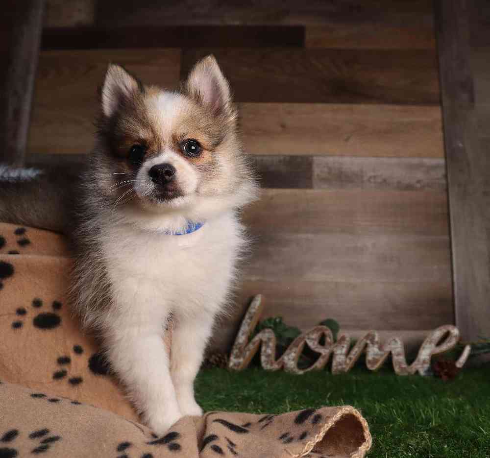 carousel pet images